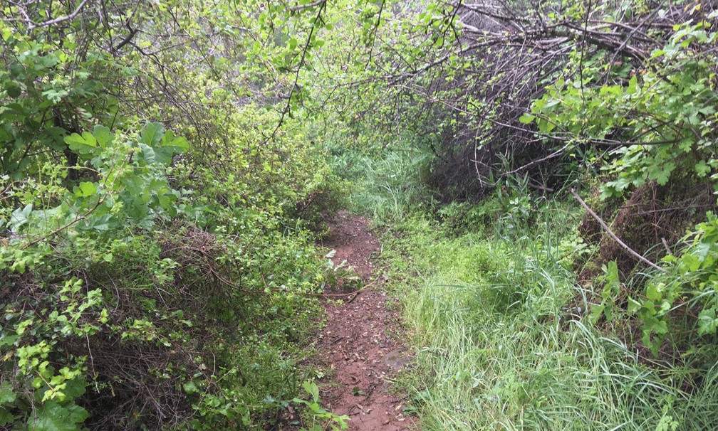 Annie's Trail is narrow with thick growth on both sides of the trail that is easy to snag on.
