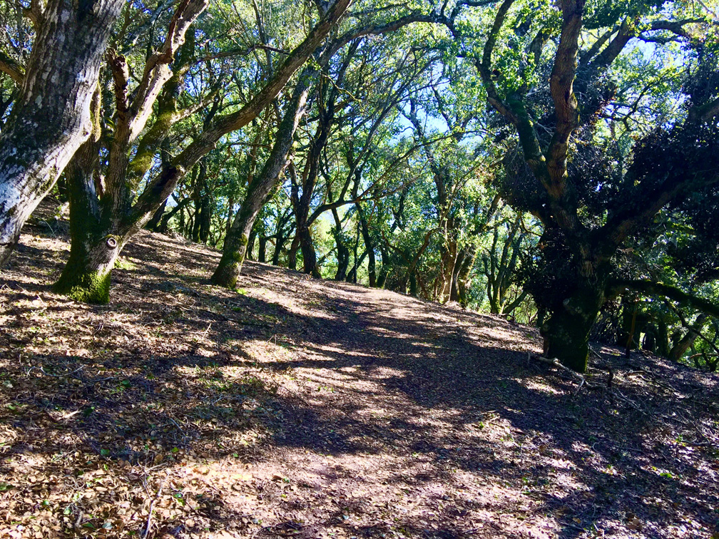 The beginning of the trail to Bald Mountain ascends through oak trees.