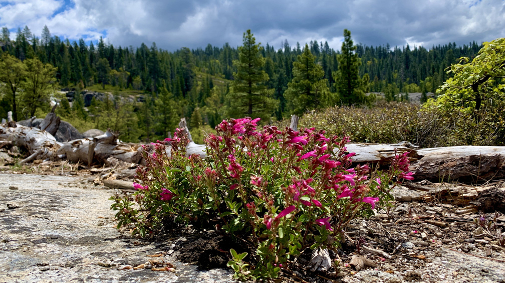 During the spring, wildflowers bloom near Bassi Falls.