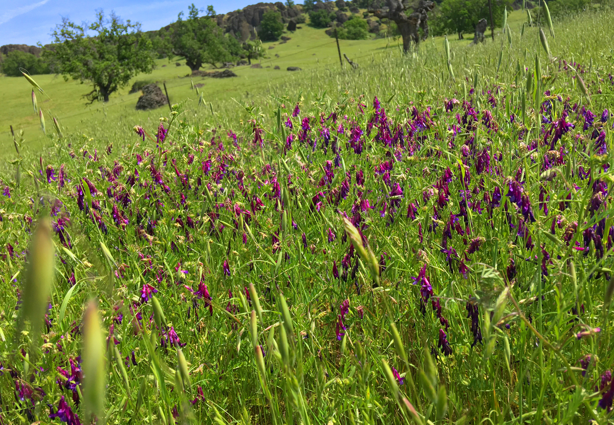 Wildflowers grow in patches along the trial from Eagle Pass to the Paul Thomas Trail.