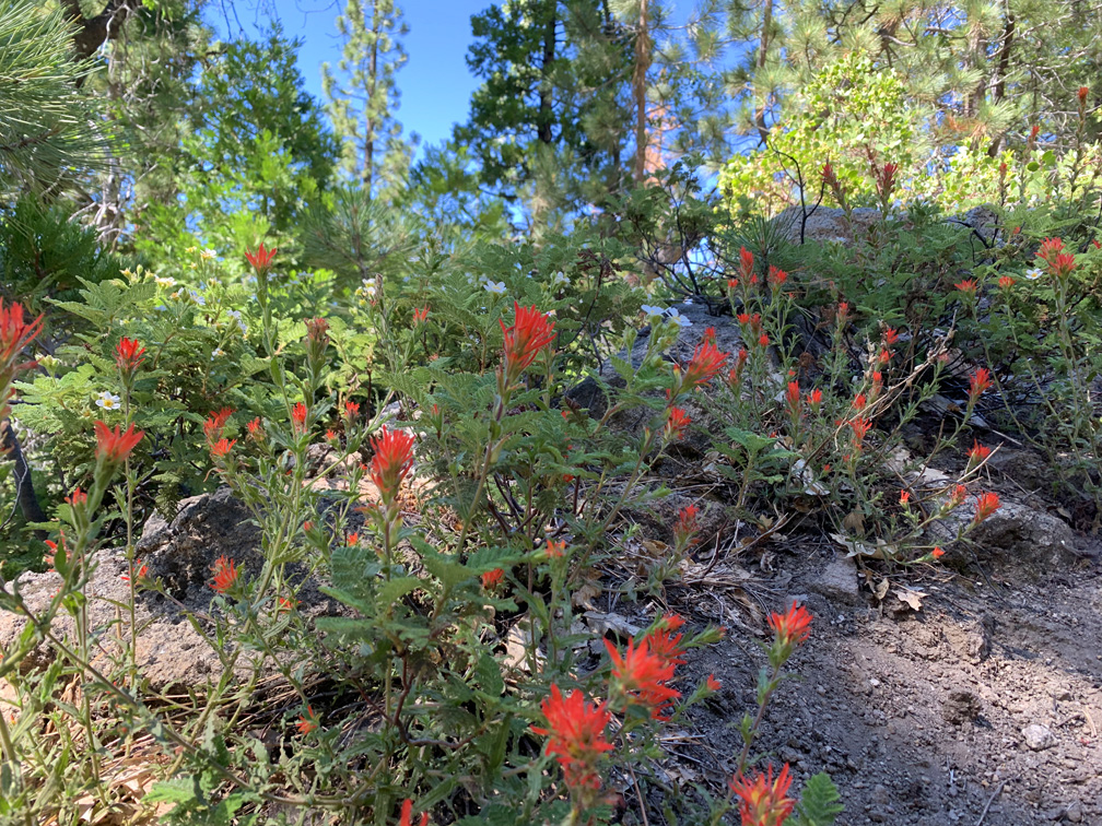 Indian paintbrush are among the wildflowers that can be found along the Caples Creek Trail.