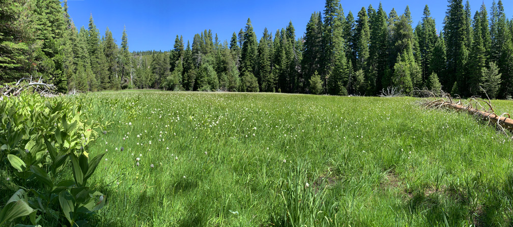 Government Meadow