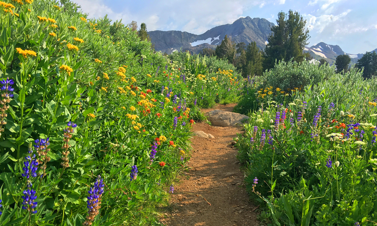 A summer wildflower explosion of color lines the trail from Carson Pass to Winnemucca Lake with Round Top Mountain the background.