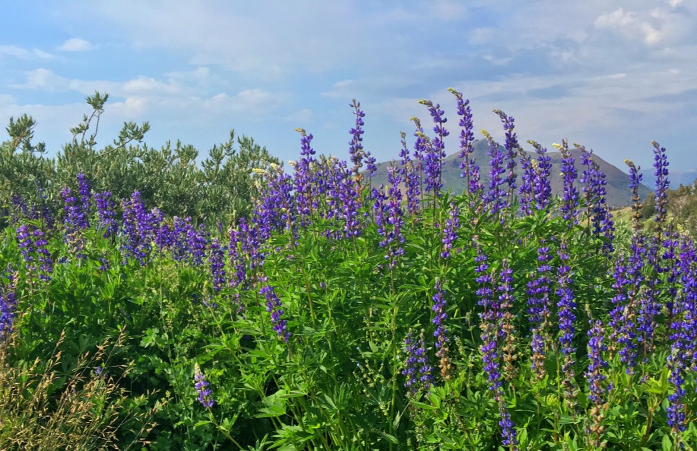 Summer lupine is in rich purple display along the trail from Carson Pass to Winnemucca Lake.