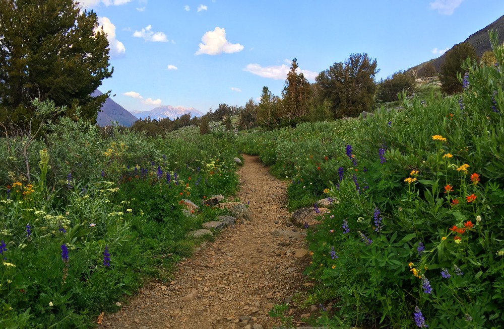 Wildflowers bloom along the hiking trail during the late summer in the high elevations.