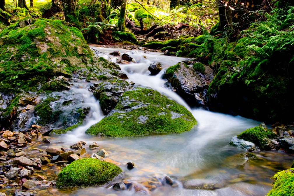 The waterfalls on Cataract Trail on Mount Tamalpais sometimes run hard, and in other places run soft and gentle.