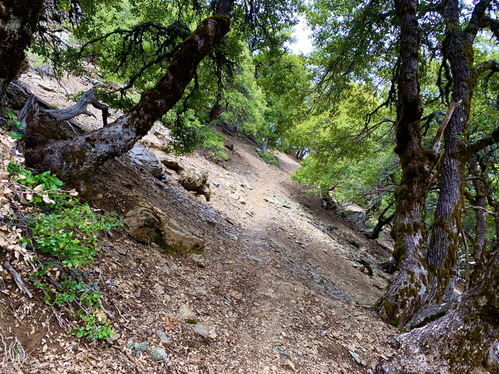 The Deafy Glade Trail is narrow in some parts, and one wrong step can send you tumbling down the side of a hill.