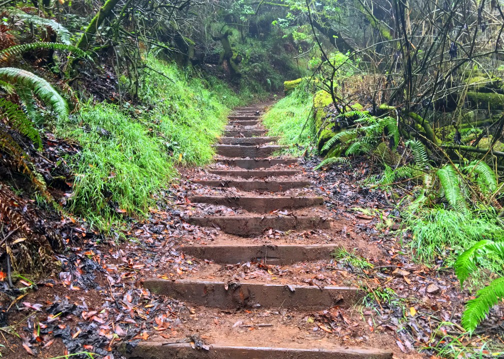 The climb on the Dipsea Trail from the Steep Ravine Trail can turn into a heart-pounder as you ascend seemingly endless steps.