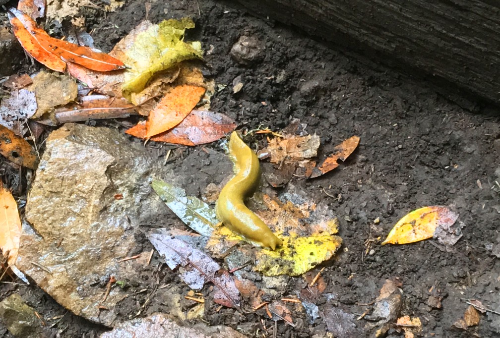 Banana slugs may be seen on the Steep Ravine or Dipsea Trail.