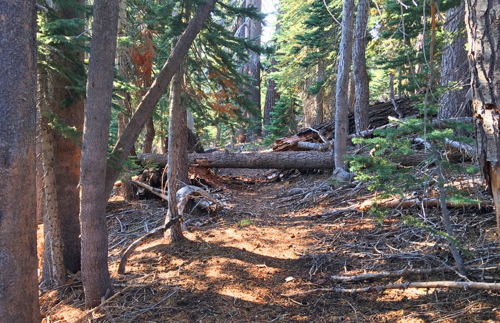 Many trees have fallen across the Carson Emigrant National Recreation Trail that you will have to climb over.