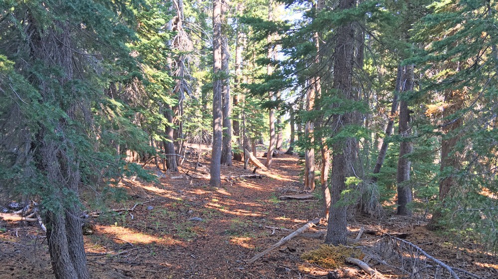 Much of the Carson Emigrant National Recreation Trail is a hike through the pines.