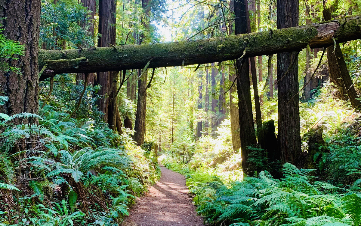 The trail through Fern Canyon is well defined and surrounded by Redwood Trees and ferns.