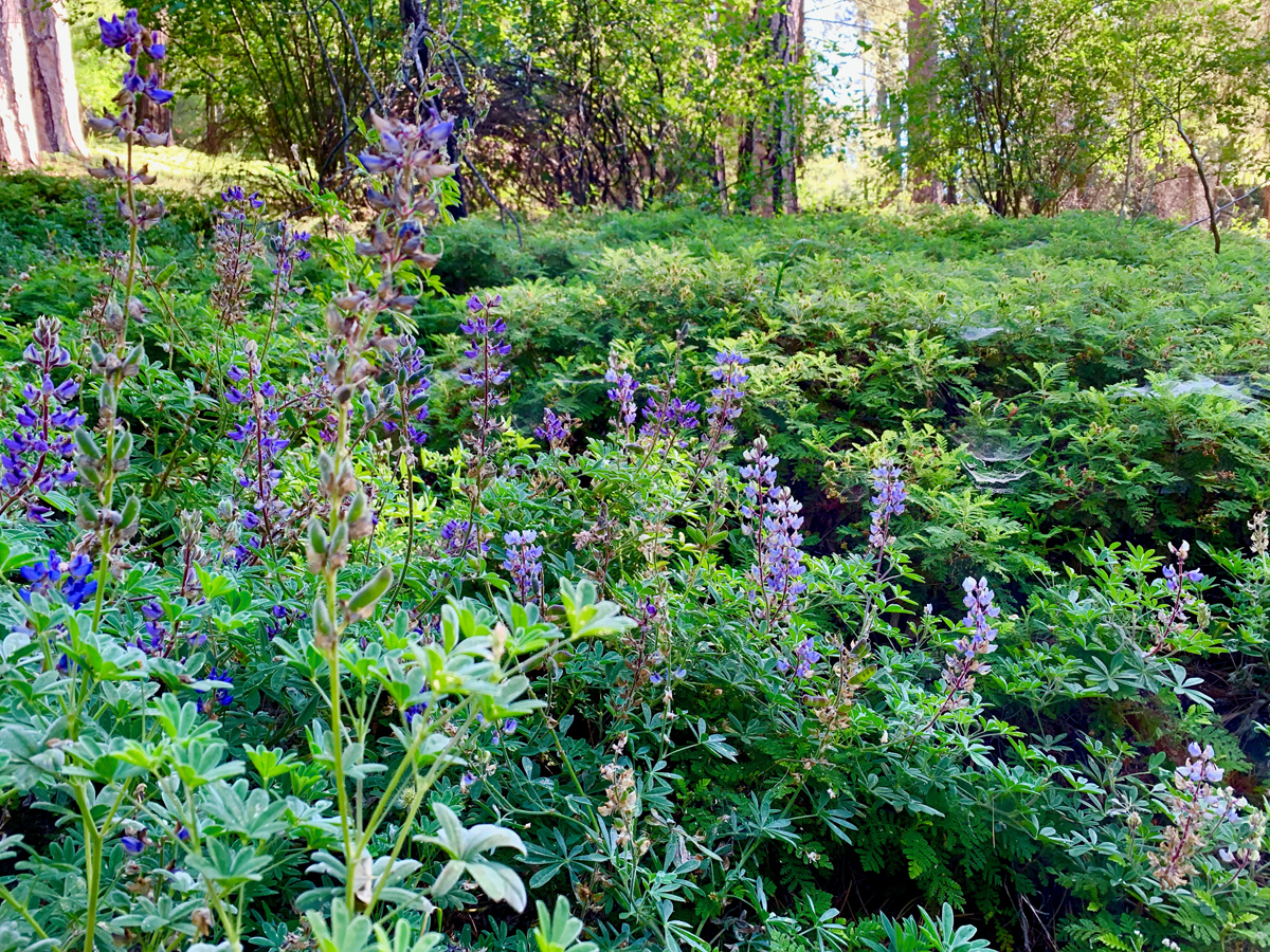 Lupine grows along small portions of the Fleming Loop Trial.