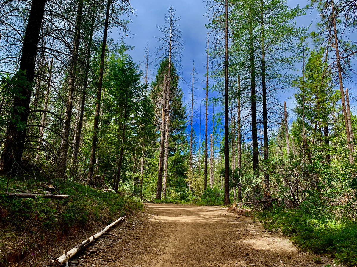 Hiking among the trees on the Fleming Loop in the Eldorado National Forest is a place that offers peaceful contemplation.