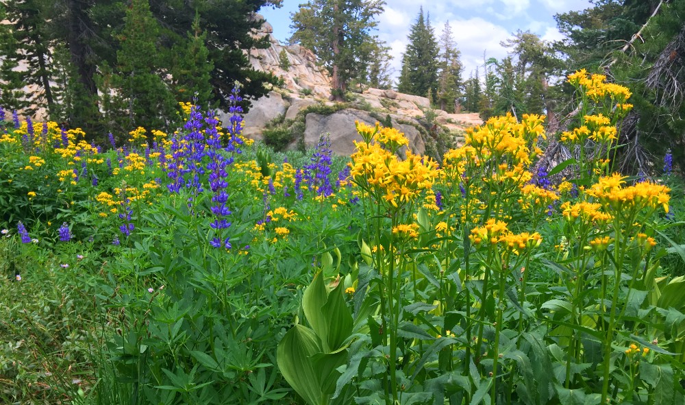 Color abounds in the summer in the high elevations where not may people hike, but trails are well maintained.