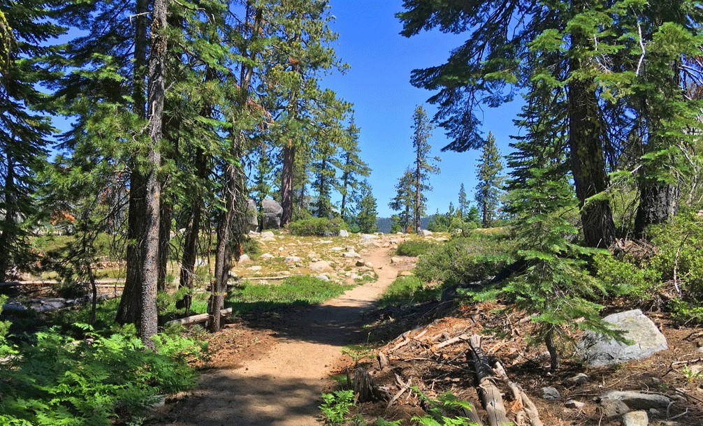 The Loon Lake Trail meanders through serene pine forests.