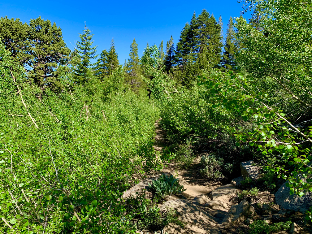 The trail to Meiss Meadow is lined with a young Aspen forest.