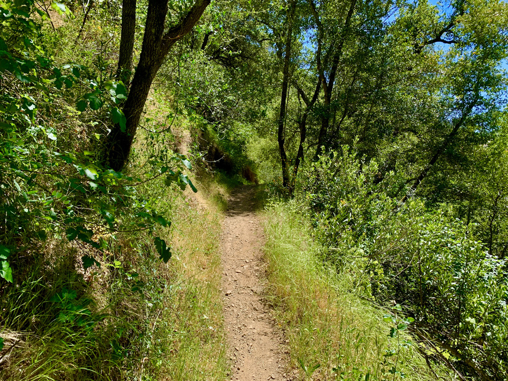 Moore Creek Trail is green and wildflowers dot the trail during the right time of the year.