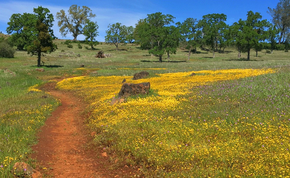 The North Rim Trail in Upper Bidwell Park comes alive with color in the springtime.