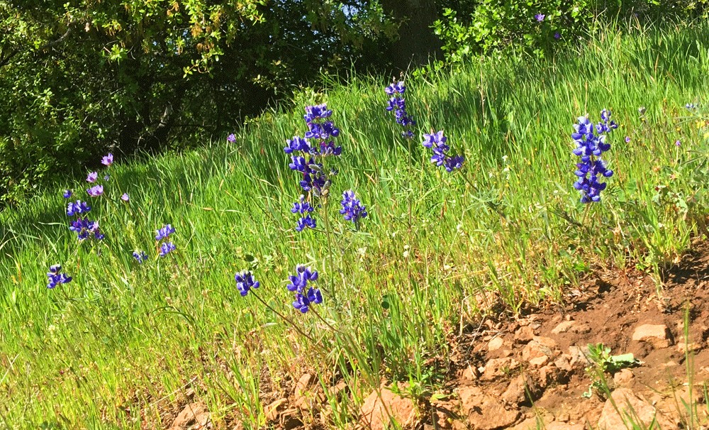 Lupine area among the wildflowers that can seen on the North Rim Trail in the spring.