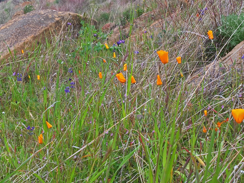 California Poppies and lupine bloom along the Pleasant Ridge Trail in the Spring.