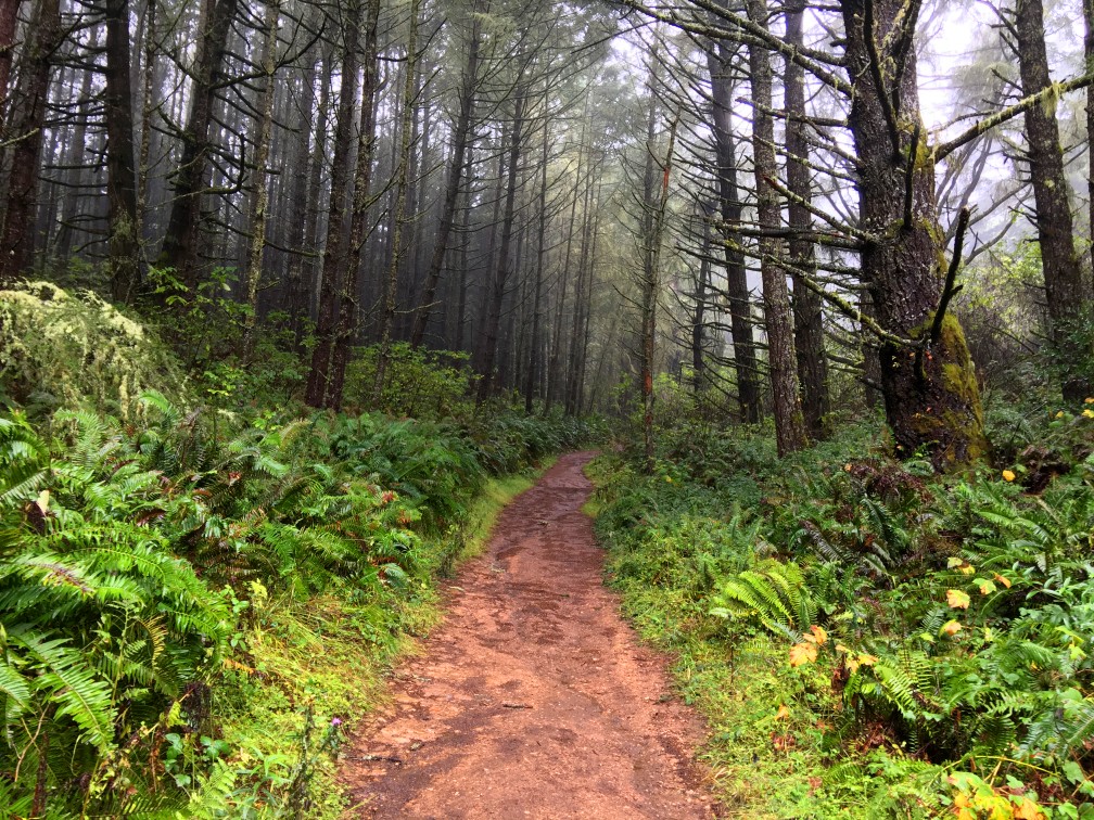 The Coast Trail Passes through some thick forest areas on the way to Wildcat Camp.