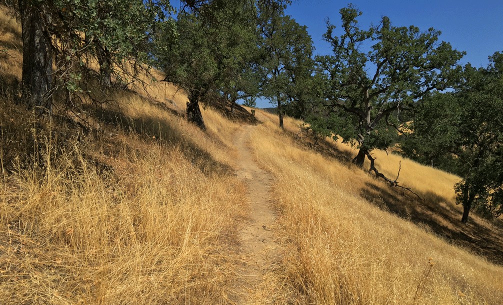 The Redbud Trail meanders through the oak laden hillsides of the Cache Creek Natural Area.
