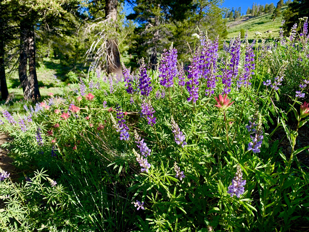 Wildflowers burst with color along the Schneider Camp Trail in the Eldorado National Forest.