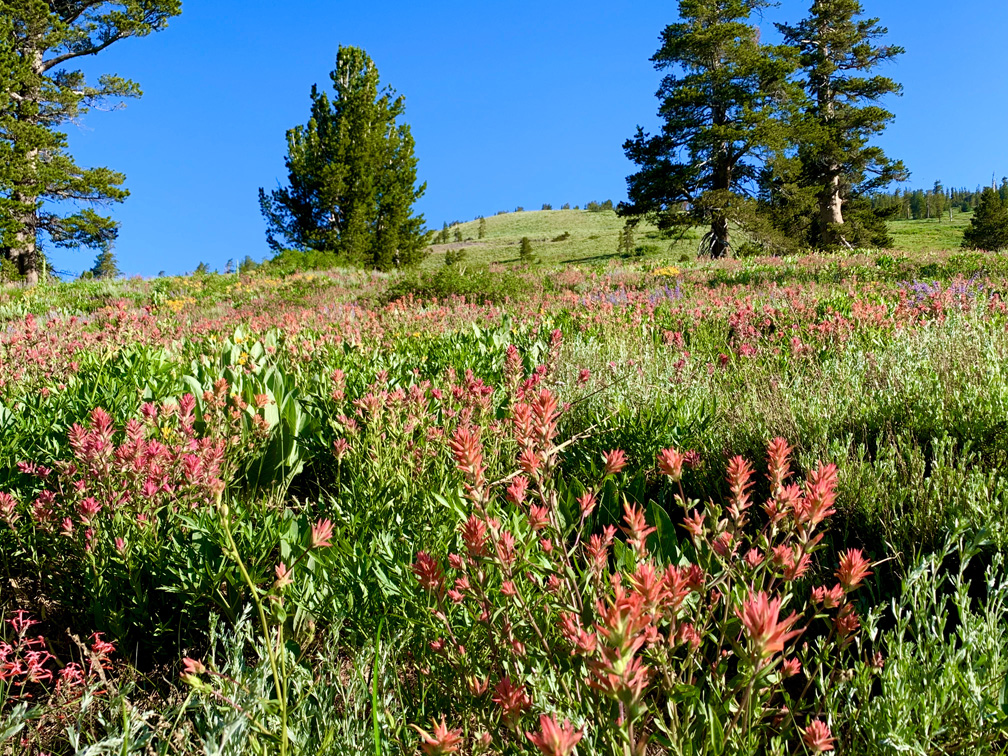 Vivid wildflowers grace the Schneider Camp Trail during the right time of year.