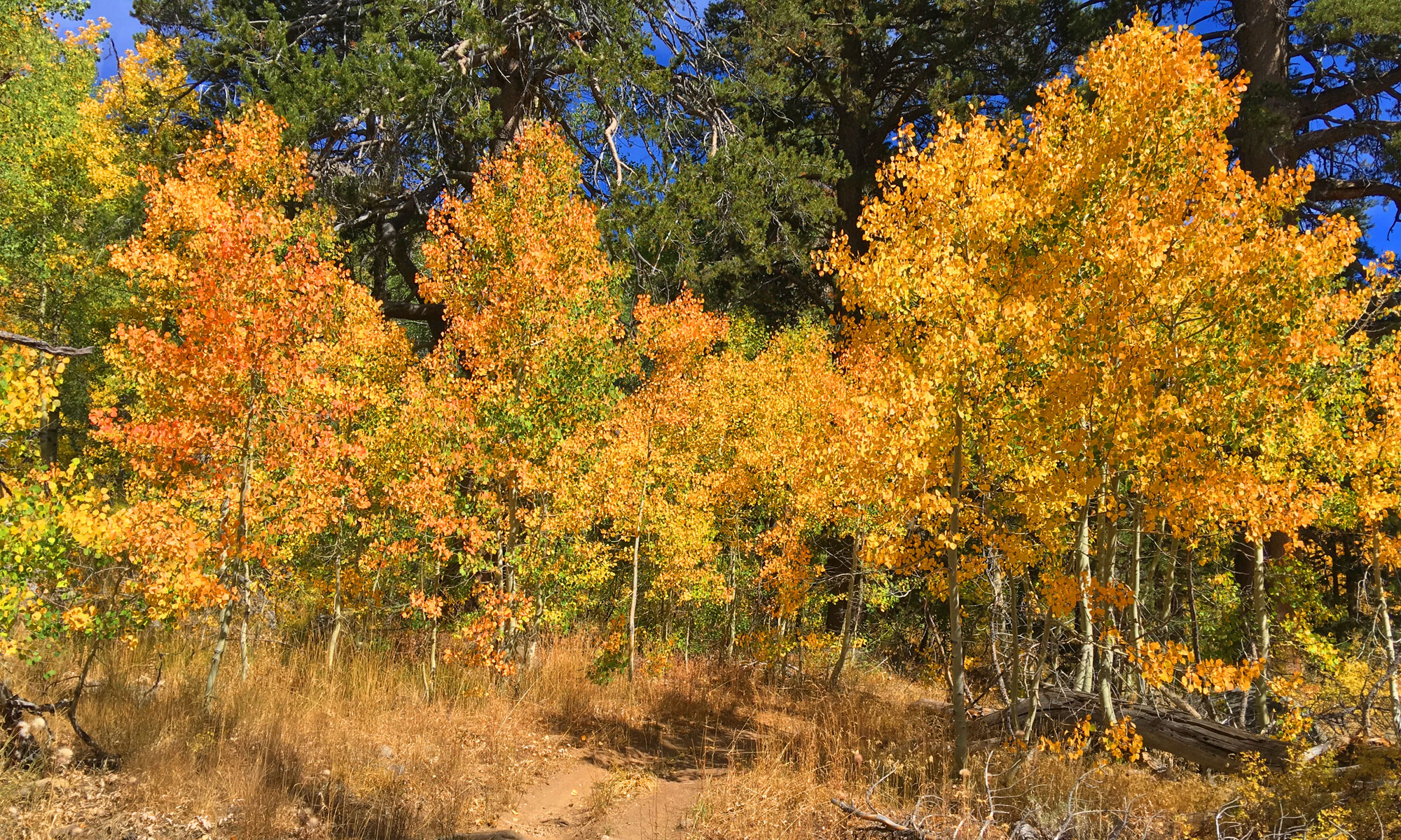 The trail to Scott's Lake in the fall is loaded with color.