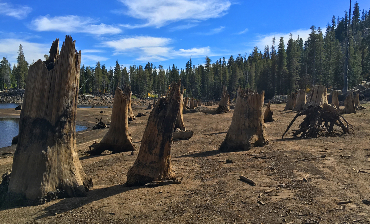The tree stumps along Scott's Lake are eerie in a fascinating way.