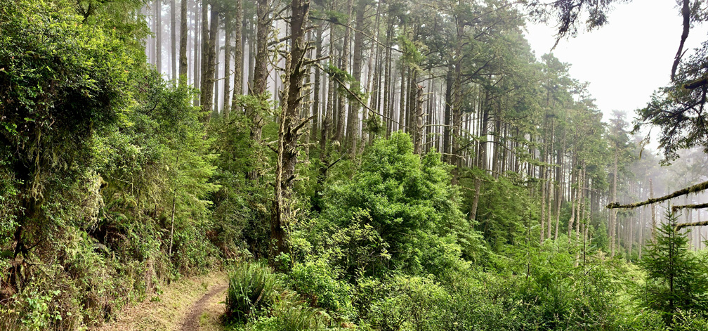 Sky Trail is a beautiful hike meanders along greenery and under pine trees.