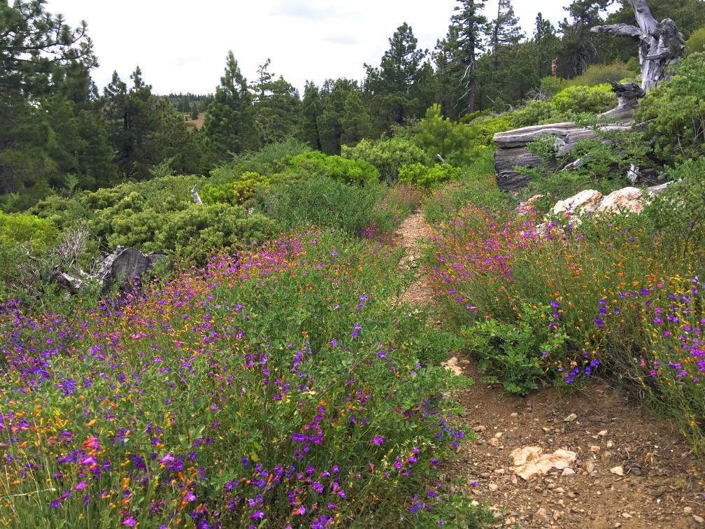 During the right time of year, wildflowers of various colors line the sides the trail to the peaks of Snow Mountain.