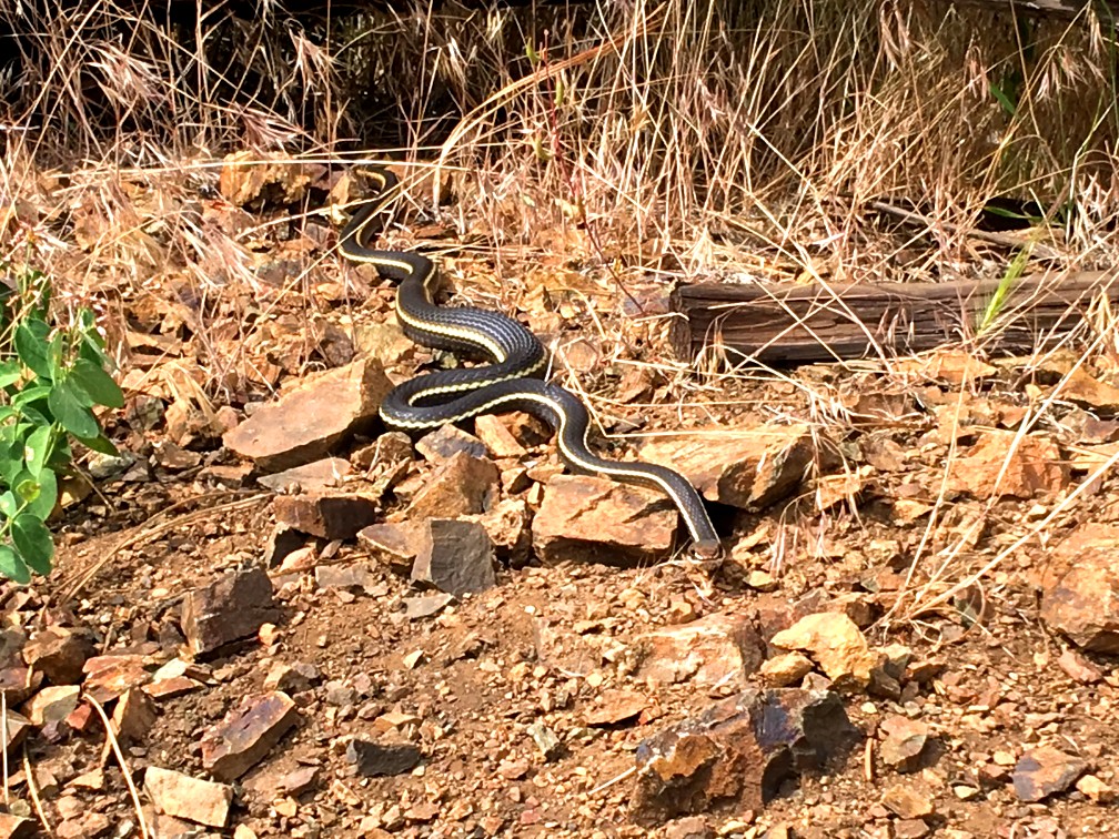 A whipsnake lays in the sun by the trail on Snow Mountain.