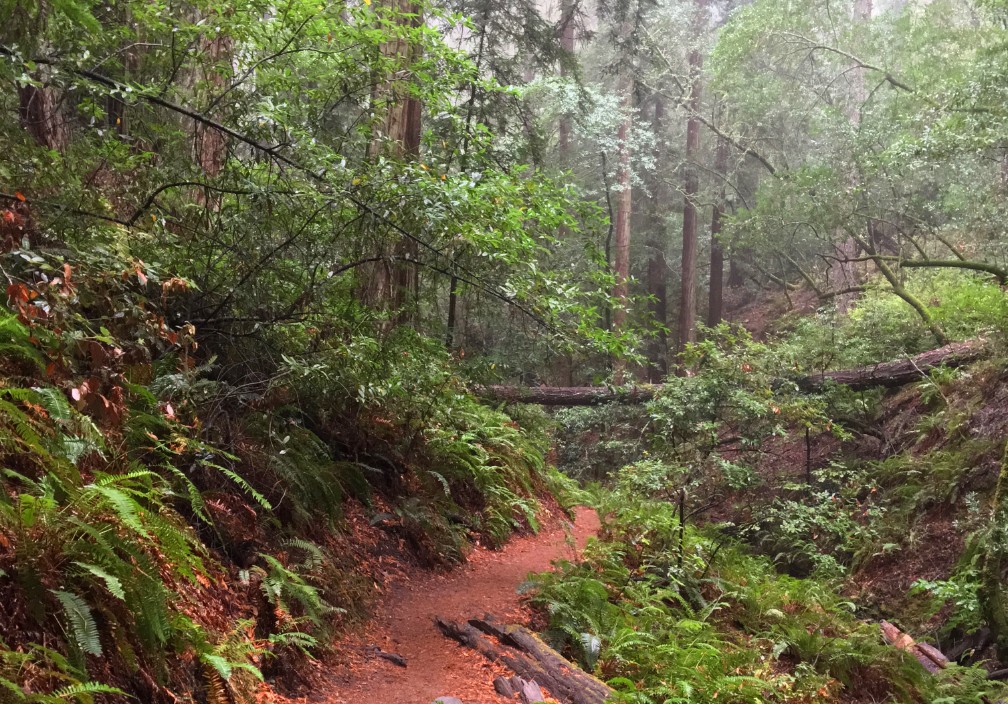The Steep Ravine Trail on Mount Tamalpias follows Webb Creek through a lush Redwood forest.
