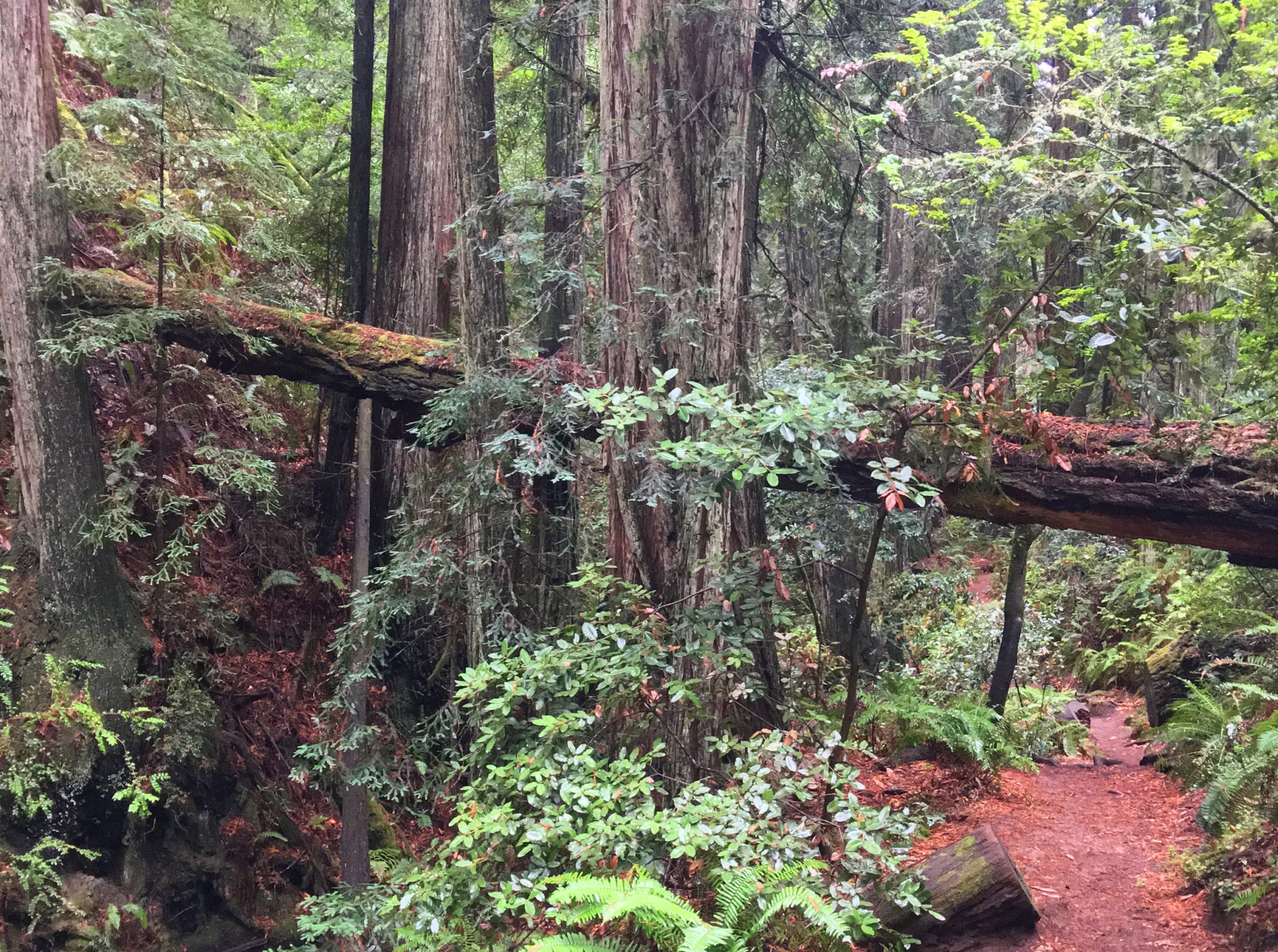 The Steep Ravine Trail passes under fallen Redwood trees as you hike next to Webb Creek.