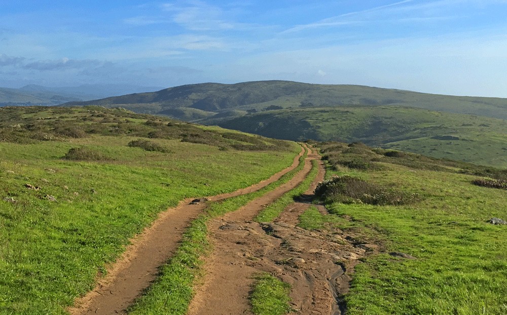 The vast majority of the Tomales Point Trail is open as you hike across the rolling hills.
