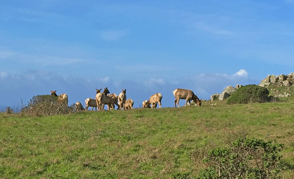 A herd of Tule Elk graze near the Tomales Point Trail.
