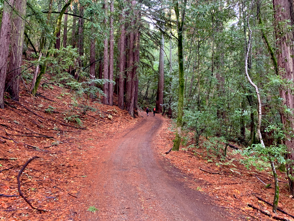 The Mountain Trail at Jack London State Historic Park traverses through redwoods.