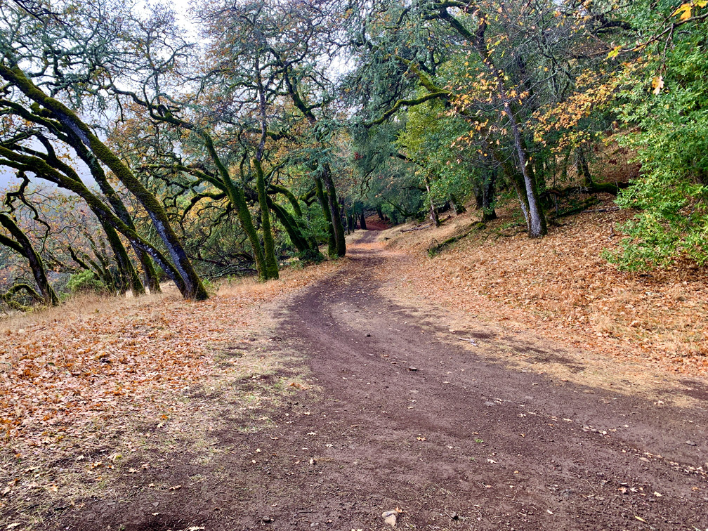 After hiking through the redwoods, the foothills give way to an oak forest on Mountain Trail at Jack London State Historic Park.