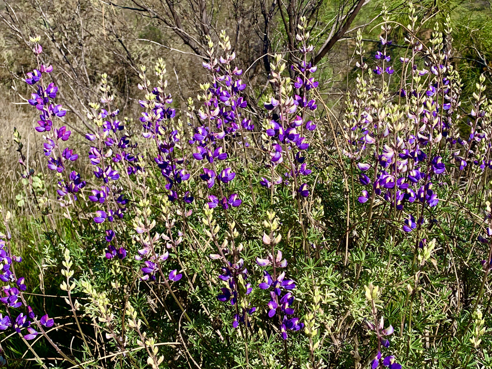 In the Spring, lupin can be found in areas along the Redbud Trail.