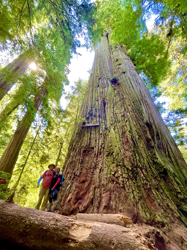 Boy Scout Tree at Jedediah Smith Redwoods State Park measures more than 238 feet high and 23.24 feet in width.