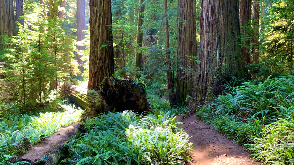 Boy Scout Trail leads to a huge redwood tree and a waterfall through redwood trees and ferns.