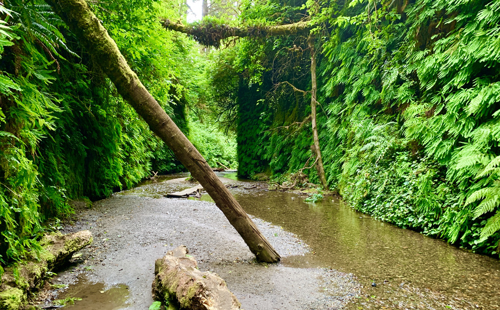 The ancestry of the ferns in Fern Canyon at Prairie Redwoods State Park can be traced back 325 million years.