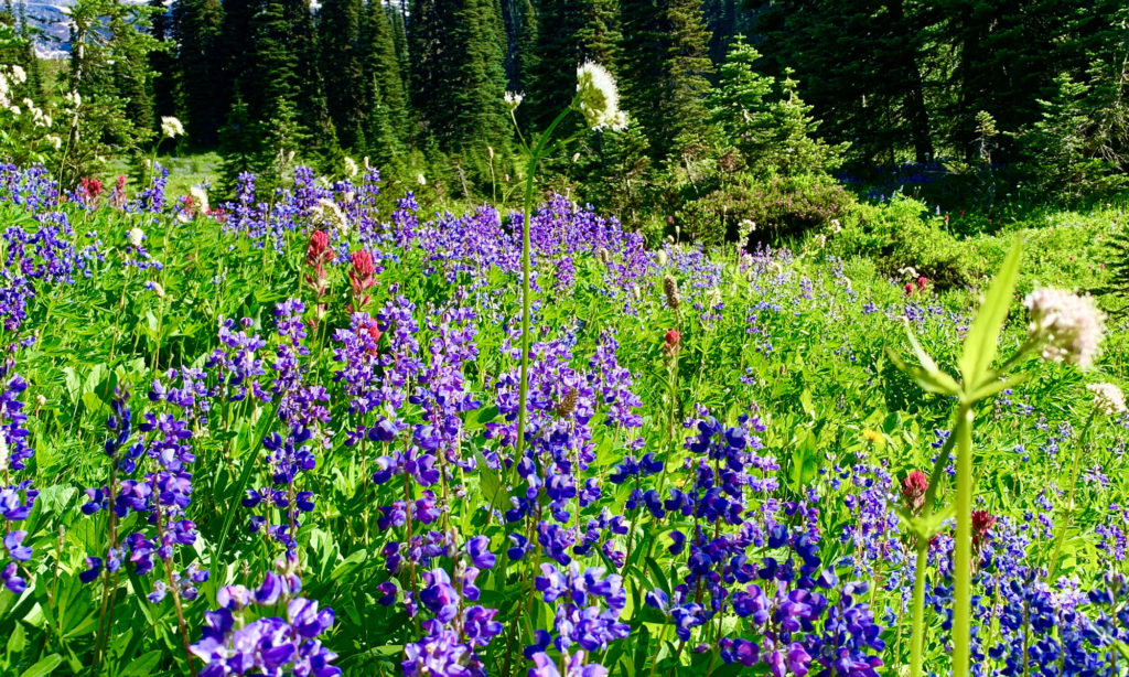 Hiking Carbon River Trail to Ranger Falls in Mount Rainier National ...