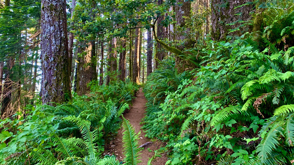 The Humbug MountainTrail cuts through lush ferns under sometimes thick canopy.