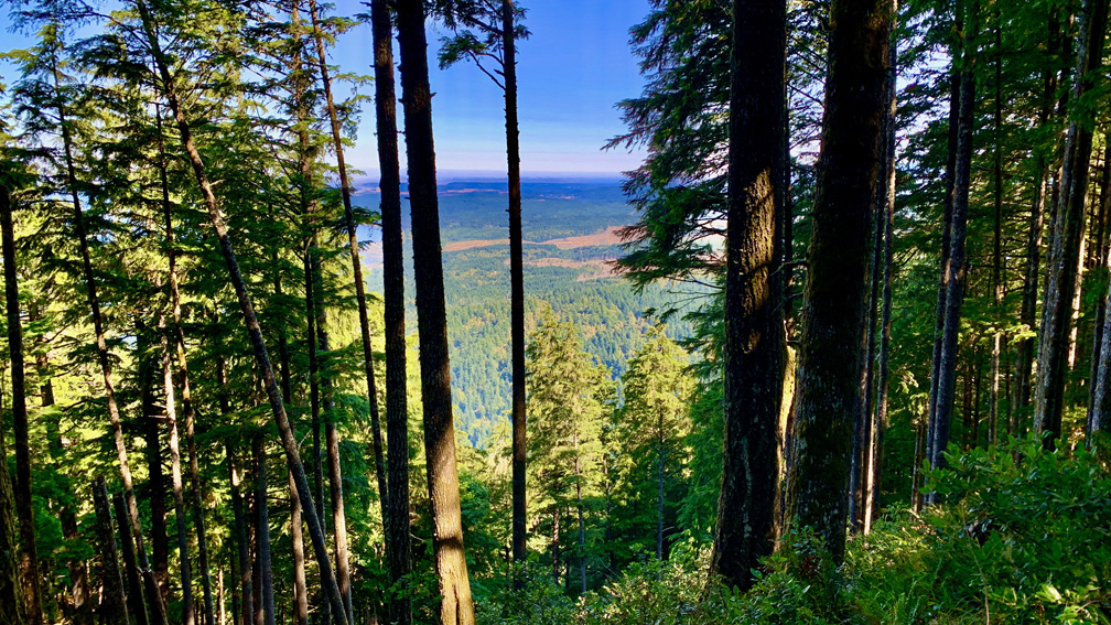 The interior landscape from Humbug Mountain can be made out between the trees as you hike the east side of the mountain.