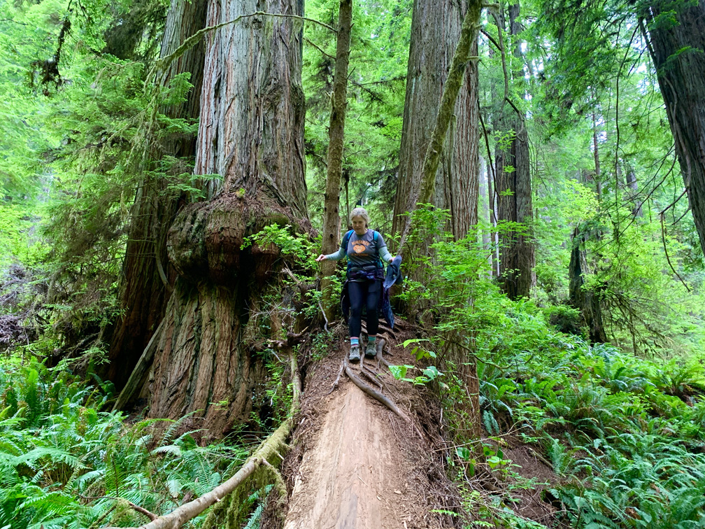 A hiker climbs on a fallen Redwood Tree on the James Irvine Trail.