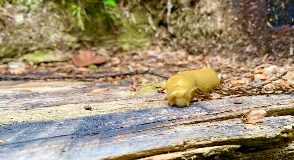 Banana slugs can be found on the James Irvine Trail.