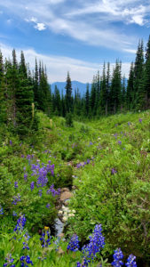 Wildflowers dot the trial along the way to First Burroughs Mountain at Mount Rainier National Park.